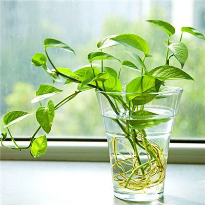 汽车运输模拟器2019正式版下载